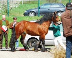 Pferd Adlon (Rheinisch-Deutsches Kaltblut, 2007, von Aaron)