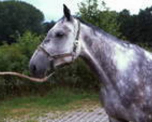 broodmare Safari (Holsteiner, 2002, from Coronado I)