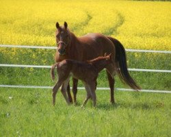 broodmare Little Knox Solano (Quarter Horse, 1996, from Doc's Solano)