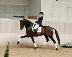 Deckhengst Zack (KWPN (Niederländisches Warmblut), 2004, von Rousseau)