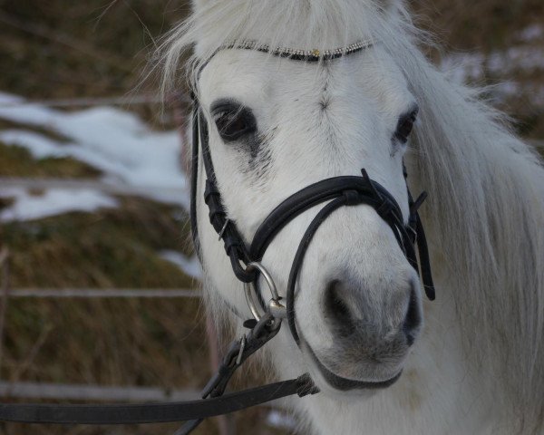 Pferd Schneewittchen (Welsh Mountain Pony (Sek.A), 1998, von Hoefke's Timbrie)