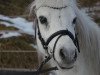 Pferd Schneewittchen (Welsh Mountain Pony (Sek.A), 1998, von Hoefke's Timbrie)