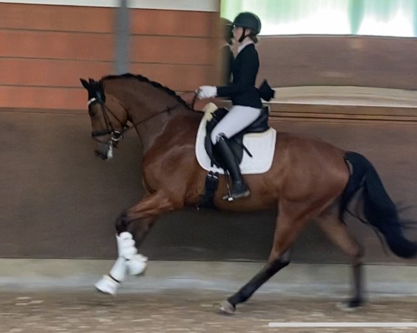 dressage horse Eddy the Eagle LN (Hanoverian, 2018, from Emilio)