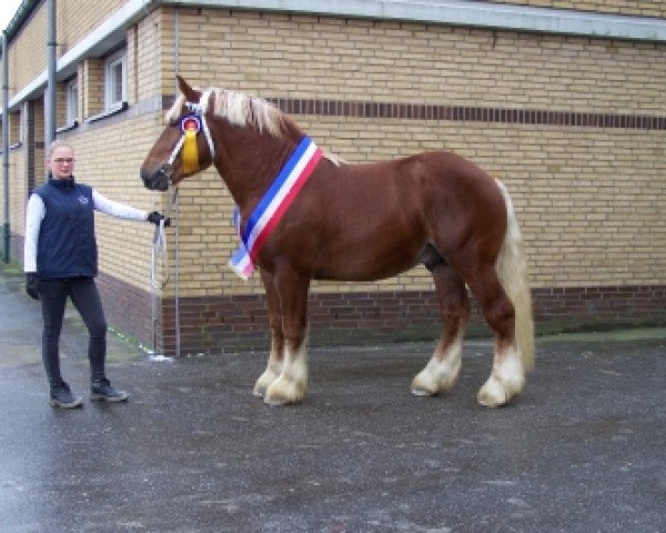 Pferd Erbgraf (Schleswiger Kaltblut, 2010, von Duell)