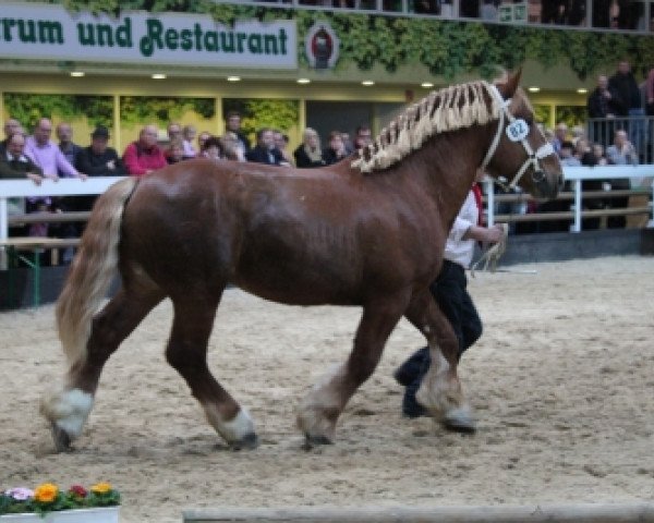 stallion Celsius (Schleswig Heavy Draft, 2008, from Sultan)