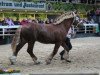 stallion Celsius (Schleswig Heavy Draft, 2008, from Sultan)