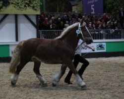 broodmare Adele (Schleswig Heavy Draft, 2006, from Major)