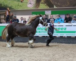 broodmare Abendbotin (Schleswig Heavy Draft, 2006, from Torsballig)