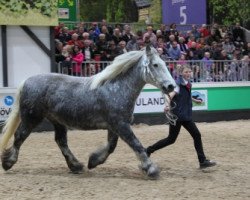 broodmare Bele (Schleswig Heavy Draft, 2007, from Voldevraaer)