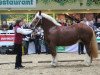 broodmare Ruanda (Schleswig Heavy Draft, 2007, from Major)