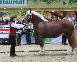 broodmare Ruanda (Schleswig Heavy Draft, 2007, from Major)