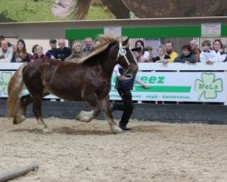 broodmare Bonja (Schleswig Heavy Draft, 2007, from Pirol)