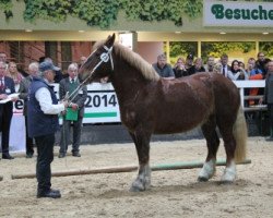 broodmare Carmira (Schleswig Heavy Draft, 2008, from Kuckuck)