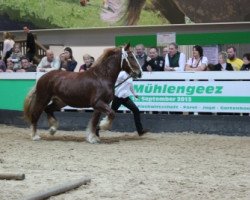 broodmare Chloe (Schleswig Heavy Draft, 2008, from Waechter)