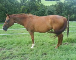 broodmare Laura Latoya (Bavarian,  , from Argentinus)