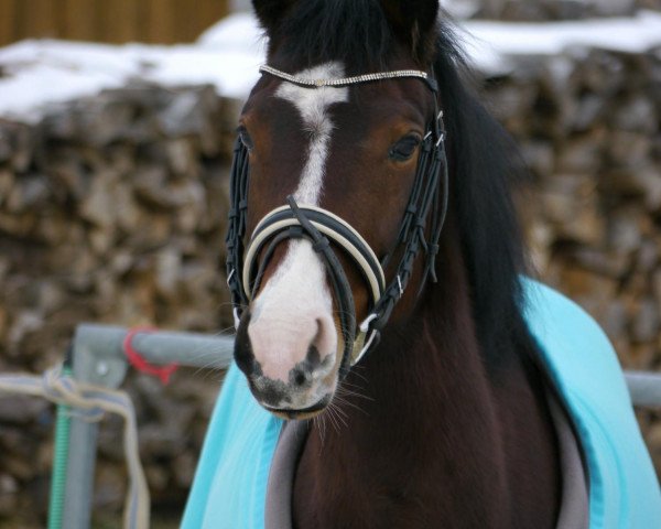 broodmare Binou 2 (German Riding Pony, 2005, from Marco Polo)