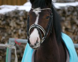 Zuchtstute Binou 2 (Deutsches Reitpony, 2005, von Marco Polo)