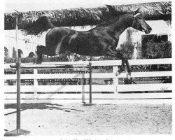 stallion Ralet 1930 ox (Arabian thoroughbred, 1930, from Raseyn 1923 ox)