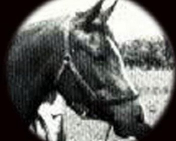 broodmare Rafla 1941 ox (Arabian thoroughbred, 1941, from Raffles ox)