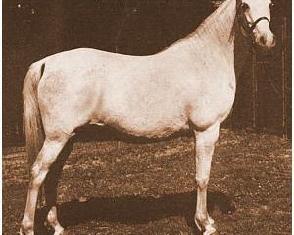 broodmare Rodetta 1940 ox (Arabian thoroughbred, 1940, from Agwe 1936 ox)