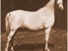 broodmare Rodetta 1940 ox (Arabian thoroughbred, 1940, from Agwe 1936 ox)