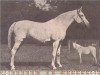 broodmare Roda 1931 EAO (Arabian thoroughbred, 1931, from Mansour 1921 RAS)