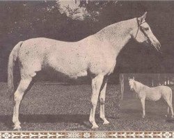 broodmare Roda 1931 EAO (Arabian thoroughbred, 1931, from Mansour 1921 RAS)