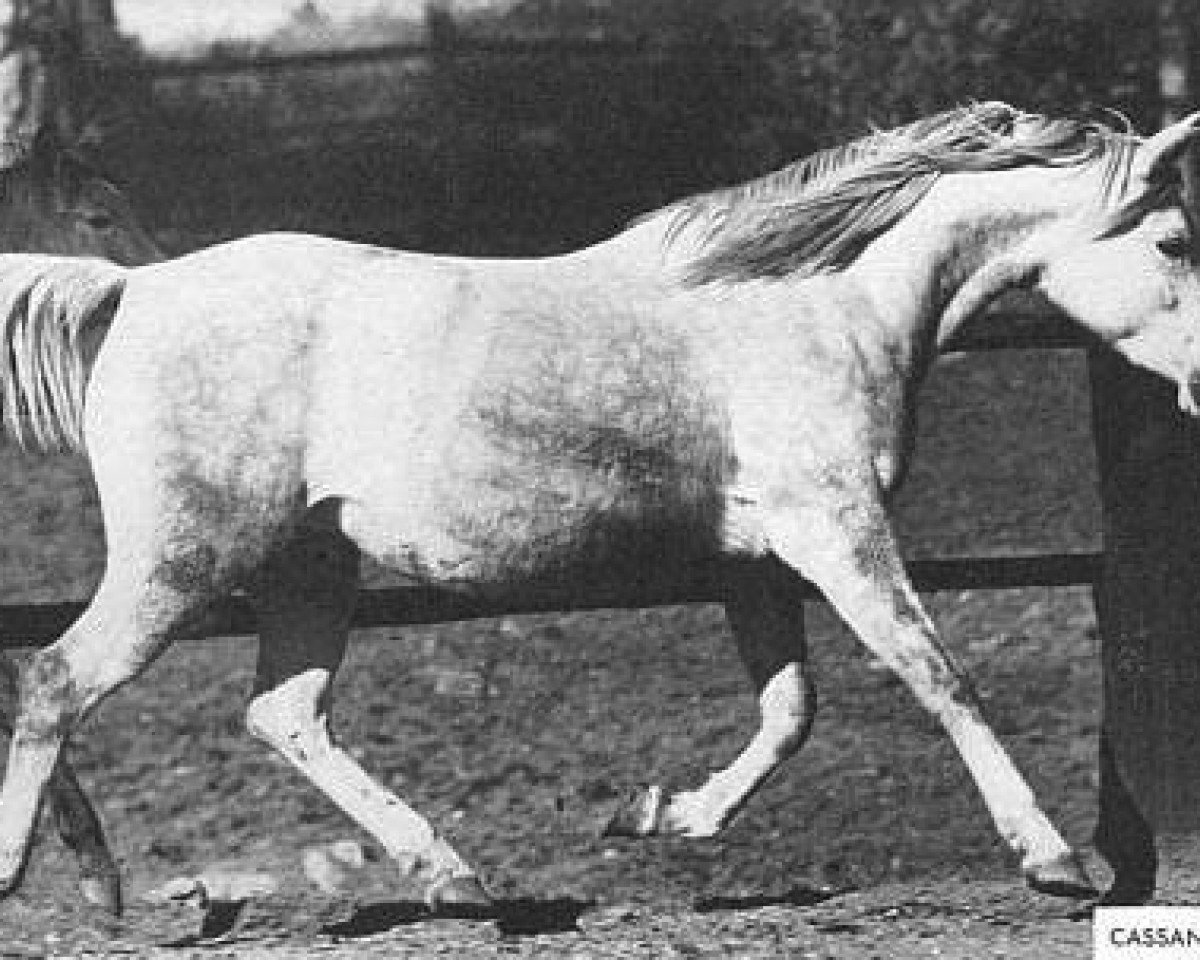 broodmare Cassandra 1946 ox (Arabian purebred, 1946, from Raffles ox)