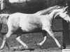 broodmare Cassandra 1946 ox (Arabian thoroughbred, 1946, from Raffles ox)