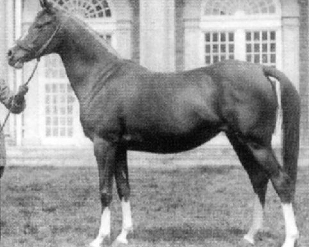 broodmare Rissla 1917 ox (Arabian purebred, 1917, from Berk 1903 ox)