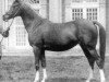 broodmare Rissla 1917 ox (Arabian thoroughbred, 1917, from Berk 1903 ox)