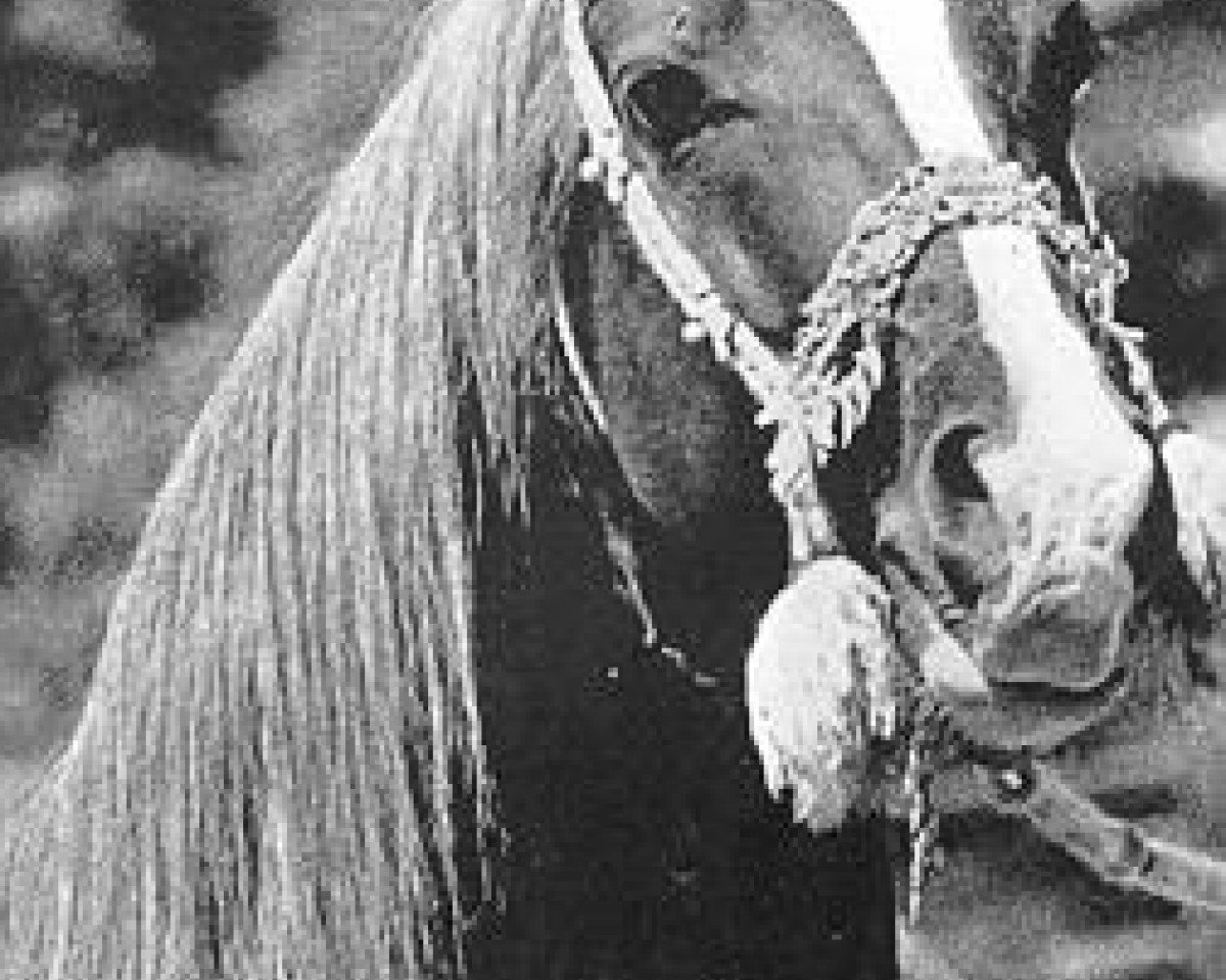 stallion Image 1933 ox (Arabian purebred, 1933, from Mirage 1919 DB)