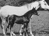 broodmare Rifala 1922 ox (Arabian thoroughbred, 1922, from Skowronek 1909 ox)
