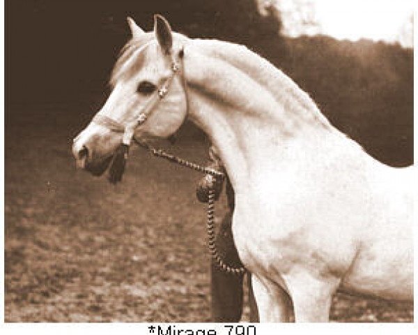 stallion Mirage 1919 DB (Arabian thoroughbred, 1919, from Kuhaylan Ajuz 1900 DB)