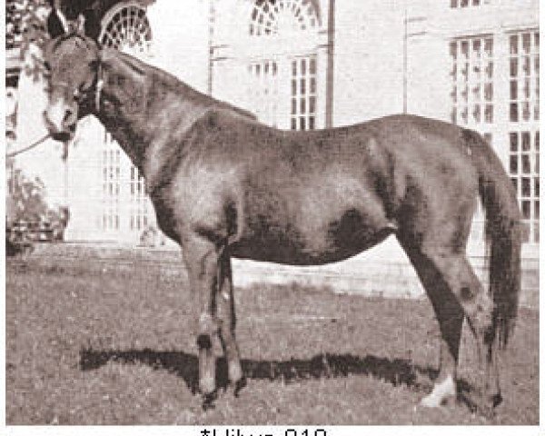 broodmare Hilwe 1920 ox (Arabian thoroughbred, 1920, from Najib ox)