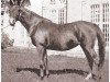 broodmare Hilwe 1920 ox (Arabian thoroughbred, 1920, from Najib ox)