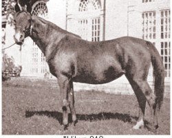 broodmare Hilwe 1920 ox (Arabian thoroughbred, 1920, from Najib ox)