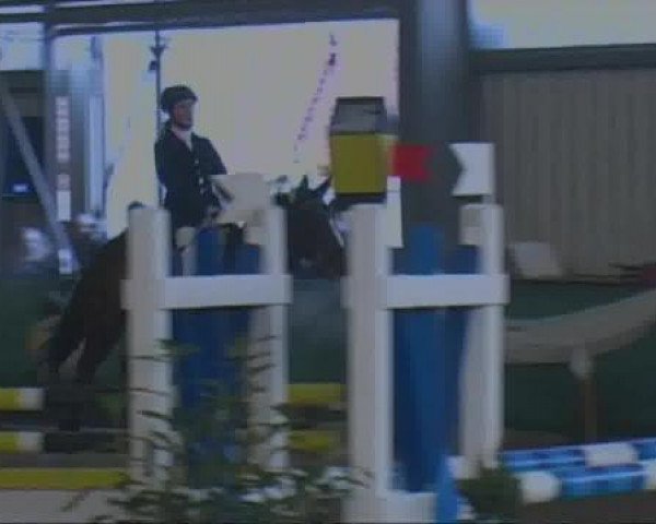 jumper Tiffany 336 (German Warmblood, 1997, from Unbekannt)