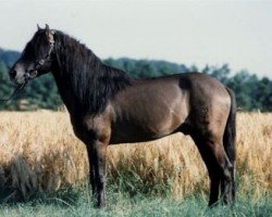 horse Bronco (Duelmener, 1981, from Dingo)