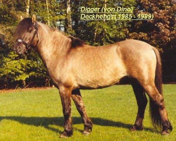 Pferd Digger (Dülmener, 1979, von Dingo)
