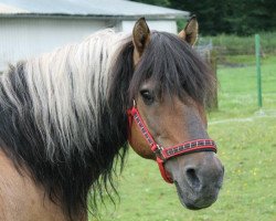 stallion Dundee (Duelmener, 1987, from Digger)