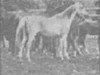 broodmare Jaskolka 1891 ox (Arabian thoroughbred, 1891, from Rhymnik ox)