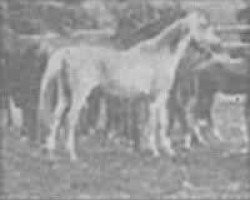 broodmare Jaskolka 1891 ox (Arabian thoroughbred, 1891, from Rhymnik ox)