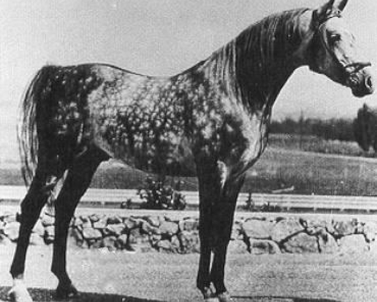 stallion Raseyn 1923 ox (Arabian purebred, 1923, from Skowronek 1909 ox)