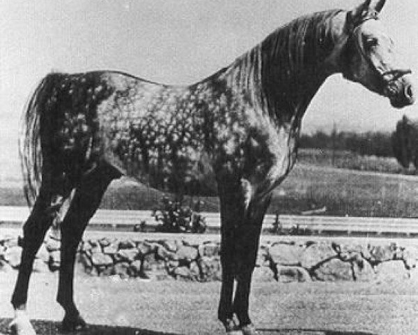 stallion Raseyn 1923 ox (Arabian thoroughbred, 1923, from Skowronek 1909 ox)