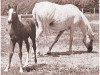 broodmare Ralouma 1935 ox (Arabian thoroughbred, 1935, from Raseyn 1923 ox)