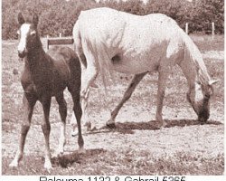 broodmare Ralouma 1935 ox (Arabian thoroughbred, 1935, from Raseyn 1923 ox)