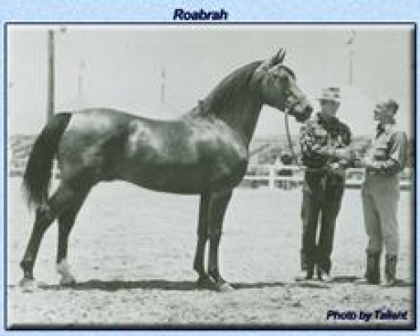 Deckhengst Roabrah 1937 ox (Vollblutaraber, 1937, von Rahas ox)