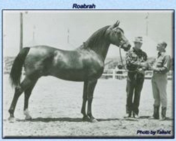 stallion Roabrah 1937 ox (Arabian thoroughbred, 1937, from Rahas ox)