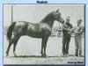 stallion Roabrah 1937 ox (Arabian thoroughbred, 1937, from Rahas ox)